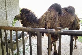 Camel at western Japan zoo