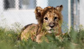 CHINA-LIAONING-SHENYANG-LION CUB (CN)