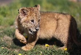 CHINA-LIAONING-SHENYANG-LION CUB (CN)