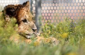 CHINA-LIAONING-SHENYANG-LION CUB (CN)