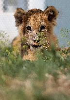 CHINA-LIAONING-SHENYANG-LION CUB (CN)