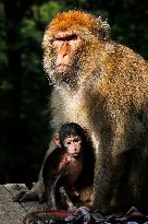 ALGERIA-BEJAIA-MONKEYS