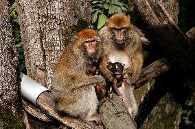 ALGERIA-BEJAIA-MONKEYS