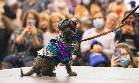 CANADA-TORONTO-DOG APPAREL FASHION SHOW