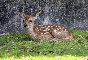 Baby deer at Nara Park