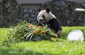 Giant panda gets Mother's Day gift