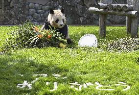 Giant panda gets Mother's Day gift