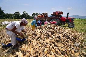 INDIA-ASSAM-MORIGAON-MAIZE-HARVEST