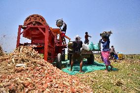 INDIA-ASSAM-MORIGAON-MAIZE-HARVEST