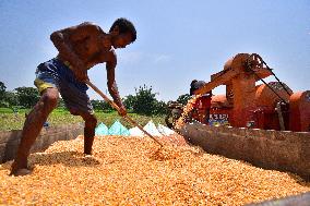 INDIA-ASSAM-MORIGAON-MAIZE-HARVEST