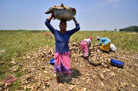 INDIA-ASSAM-MORIGAON-MAIZE-HARVEST
