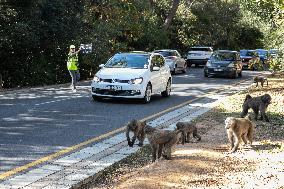 SOUTH AFRICA-CAPE TOWN-BABOONS-PROTECTION