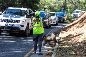 SOUTH AFRICA-CAPE TOWN-BABOONS-PROTECTION