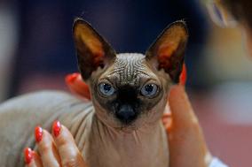 ROMANIA-BUCHAREST-FELINE BEAUTY CONTEST