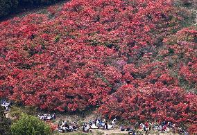 Azalea flowers on western Japan mountain