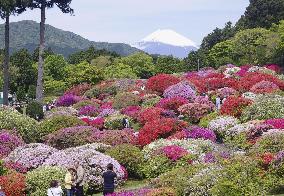 Azalea flowers in full bloom in Hakone