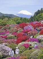 Azalea flowers in full bloom in Hakone