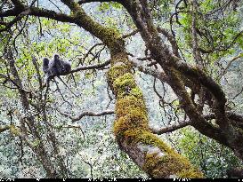 CHINA-YUNNAN-RARE LEAF MONKEYS (CN)