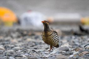 CHINA-MOUNT QOMOLANGMA-BASE CAMP-WILD ANIMALS (CN)