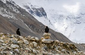 CHINA-MOUNT QOMOLANGMA-BASE CAMP-WILD ANIMALS (CN)