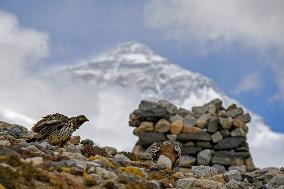 CHINA-MOUNT QOMOLANGMA-BASE CAMP-WILD ANIMALS (CN)