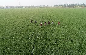 CHINA-HEBEI-FARMING