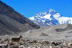 CHINA-MOUNT QOMOLANGMA-BASE CAMP-WILD ANIMALS (CN)