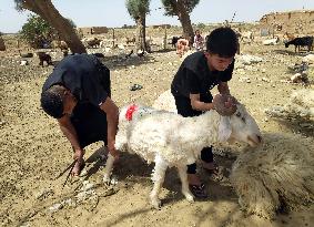 IRAQ-BAGHDAD-SHEEP SHEARING