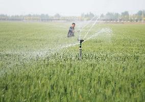 CHINA-HEBEI-FARMING