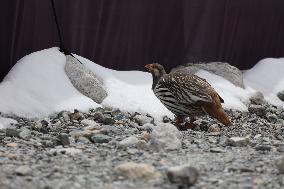 CHINA-MOUNT QOMOLANGMA-BASE CAMP-WILD ANIMALS (CN)