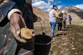 CHINA-TIBET-TINGRI-SPRING-FARMING (CN)