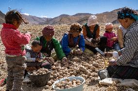 CHINA-TIBET-TINGRI-SPRING-FARMING (CN)