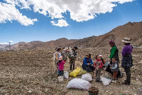 CHINA-TIBET-TINGRI-SPRING-FARMING (CN)