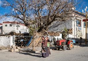 CHINA-TIBET-TINGRI-SPRING-FARMING (CN)