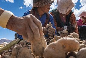 CHINA-TIBET-TINGRI-SPRING-FARMING (CN)