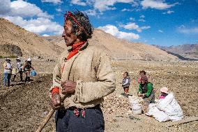 CHINA-TIBET-TINGRI-SPRING-FARMING (CN)