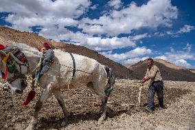 CHINA-TIBET-TINGRI-SPRING-FARMING (CN)