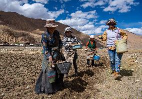 CHINA-TIBET-TINGRI-SPRING-FARMING (CN)