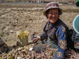 CHINA-TIBET-TINGRI-SPRING-FARMING (CN)