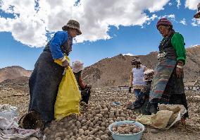 CHINA-TIBET-TINGRI-SPRING-FARMING (CN)