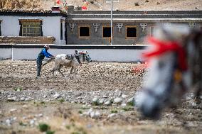 CHINA-TIBET-TINGRI-SPRING-FARMING (CN)