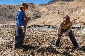 CHINA-TIBET-TINGRI-SPRING-FARMING (CN)