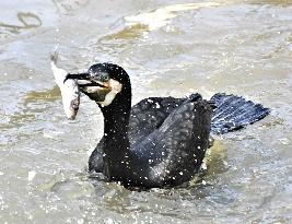 Great cormorant at Osaka zoo