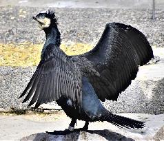 Great cormorant at Osaka zoo