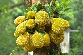 BANGLADESH-DHAKA-JACKFRUIT