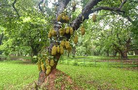 BANGLADESH-DHAKA-JACKFRUIT