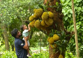 BANGLADESH-DHAKA-JACKFRUIT