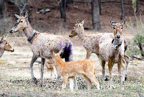 #CHINA-INNER MONGOLIA-HOHHOT-ELK-RELEASE (CN)