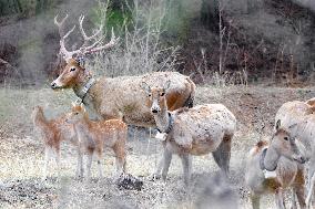 #CHINA-INNER MONGOLIA-HOHHOT-ELK-RELEASE (CN)