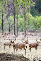 #CHINA-INNER MONGOLIA-HOHHOT-ELK-RELEASE (CN)